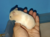 Syrian Hamster